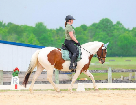 HorseID: 2260254 Tilly - PhotoID: 1058436