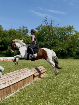 HorseID: 2260254 Tilly - PhotoID: 1058437