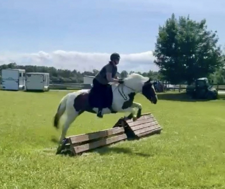 HorseID: 2260254 Tilly - PhotoID: 1058438