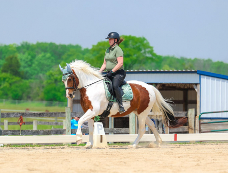 HorseID: 2260254 Tilly - PhotoID: 1058439