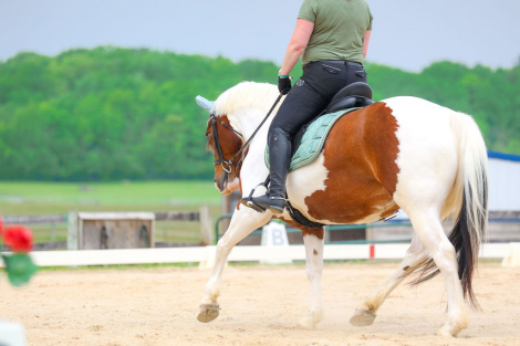 HorseID: 2260254 Tilly - PhotoID: 1085497