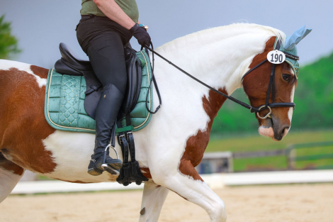 HorseID: 2260254 Tilly - PhotoID: 1085498