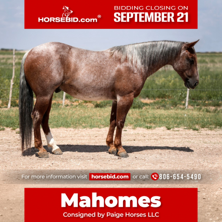 HorseID: 2260689 RED KINGDOM - PhotoID: 1028024
