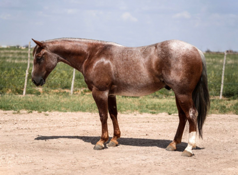 HorseID: 2260689 RED KINGDOM - PhotoID: 1028025