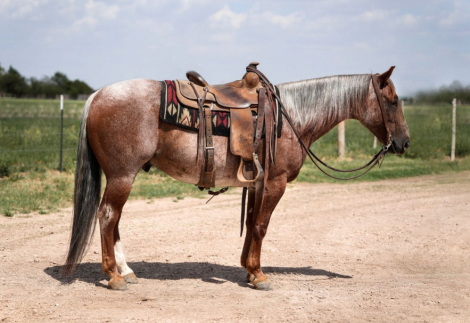 HorseID: 2260689 RED KINGDOM - PhotoID: 1028026