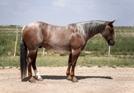 HorseID: 2260689 RED KINGDOM - PhotoID: 1028027