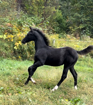 Hanoverian