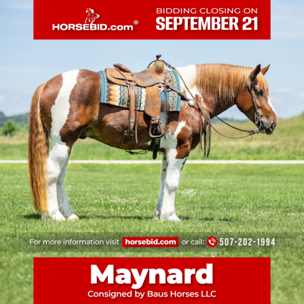 HorseID: 2261708 Maynard - PhotoID: 1029641