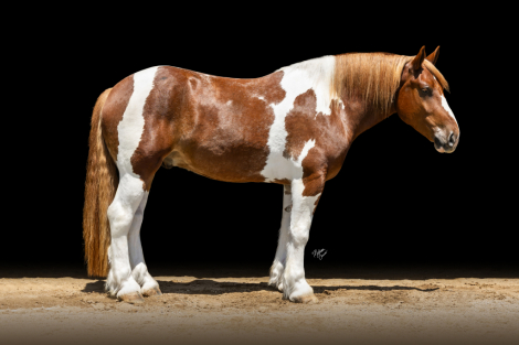 HorseID: 2261708 Maynard - PhotoID: 1029642