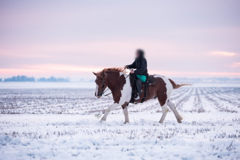 HorseID: 2261708 Maynard - PhotoID: 1062972