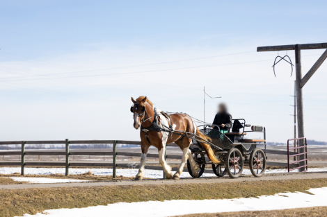 HorseID: 2261708 Maynard - PhotoID: 1062973