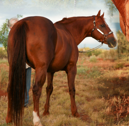 HorseID: 2267241 EL GAUPO - PhotoID: 1085795