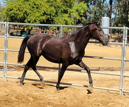 HorseID: 2268200 Grace - PhotoID: 1084909