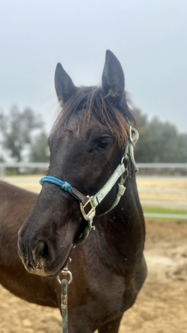 HorseID: 2268200 Grace - PhotoID: 1084910