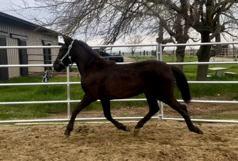 HorseID: 2268200 Grace - PhotoID: 1084911