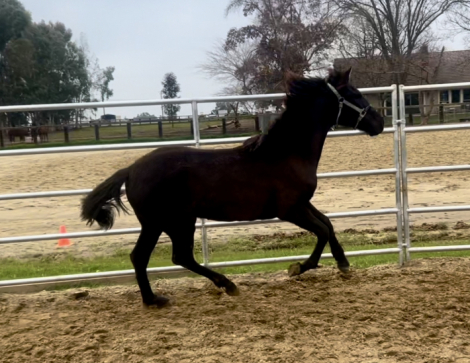 HorseID: 2268200 Grace - PhotoID: 1084912