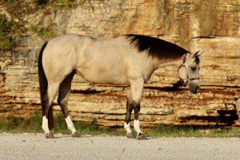 HorseID: 2271745 Annie - PhotoID: 1062969