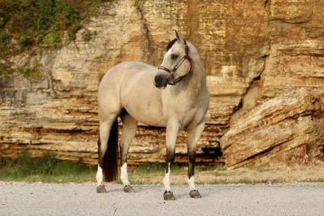 HorseID: 2271745 Annie - PhotoID: 1062970