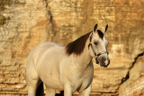 HorseID: 2271745 Annie - PhotoID: 1062971