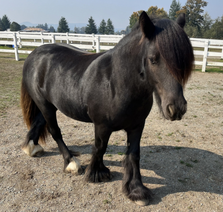 HorseID: 2272780 Moonlit Little Earl - PhotoID: 1085359