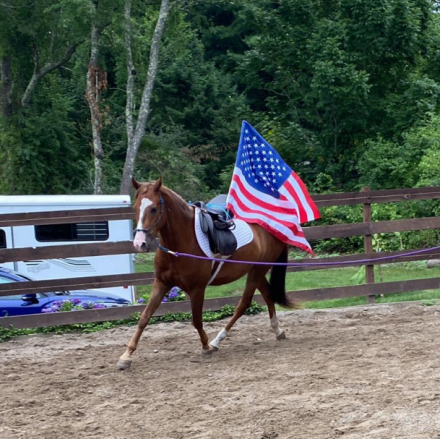 HorseID: 2273321 UC Commander - PhotoID: 1084052