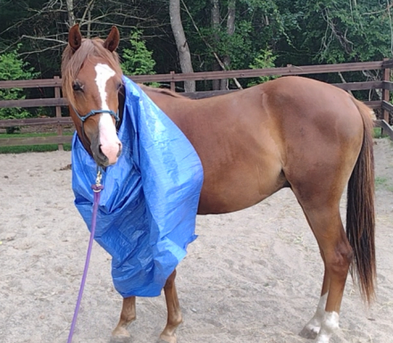 HorseID: 2273321 UC Commander - PhotoID: 1084053