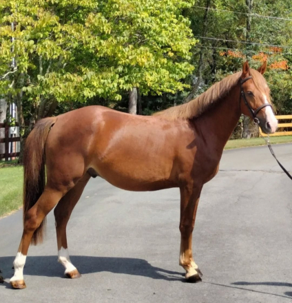 HorseID: 2273321 UC Commander - PhotoID: 1084054