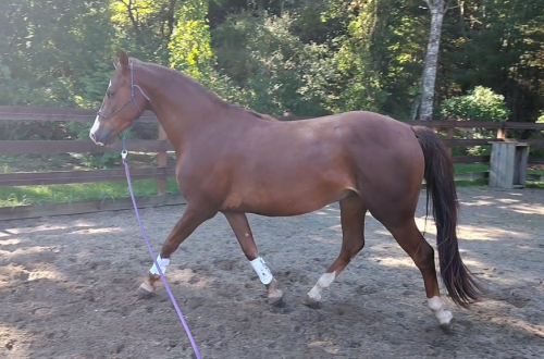 HorseID: 2273321 UC Commander - PhotoID: 1083990