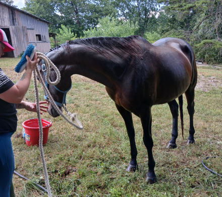 HorseID: 2273550 Ine`s - PhotoID: 1083517