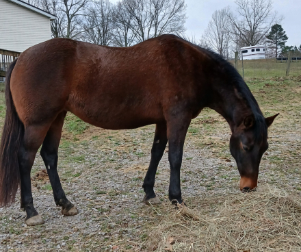 HorseID: 2273550 Ine`s - PhotoID: 1083518