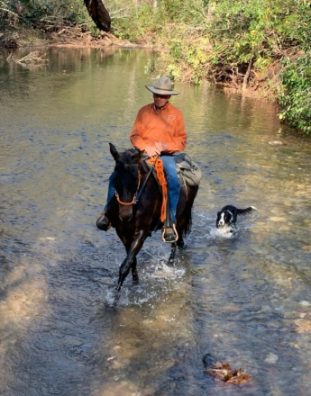 HorseID: 2273550 Ine`s - PhotoID: 1083638