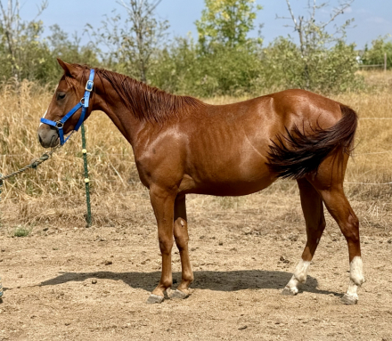 HorseID: 2273833 The sour patch kid - PhotoID: 1083268