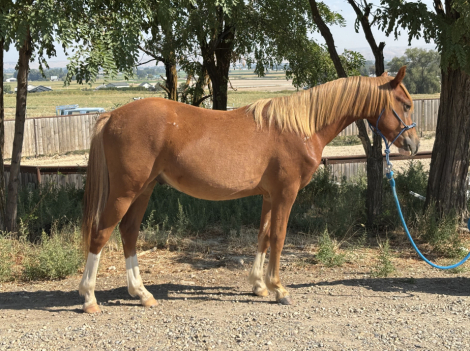 HorseID: 2273879 Alainn Tuile Taoide - PhotoID: 1085675