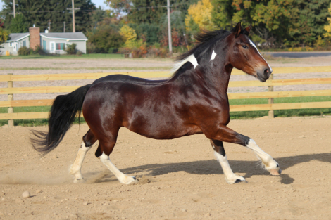 HorseID: 2275243 WW Show me the Way - PhotoID: 1084577