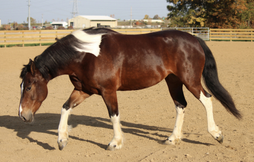 HorseID: 2275243 WW Show me the Way - PhotoID: 1084578