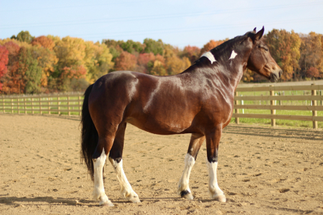 HorseID: 2275243 WW Show me the Way - PhotoID: 1084579