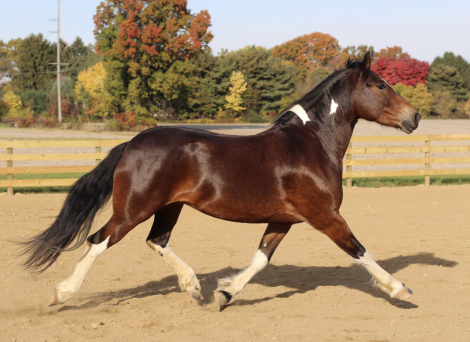 HorseID: 2275243 WW Show me the Way - PhotoID: 1084580