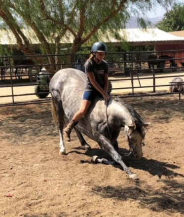 HorseID: 2276362 STONEBRIDGE - PhotoID: 1085411