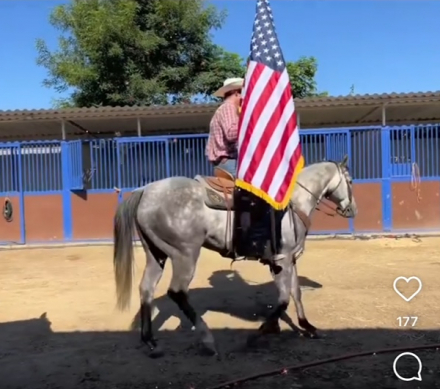 HorseID: 2276362 STONEBRIDGE - PhotoID: 1085412