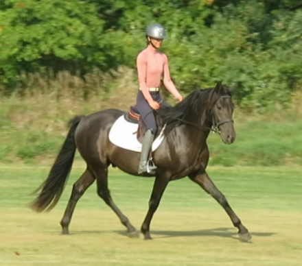 HorseID: 2276543 🖤 Calypso YR - PhotoID: 1079943