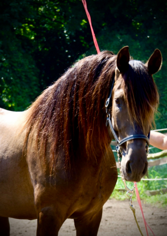 HorseID: 2276543 🖤 Calypso YR - PhotoID: 1079944