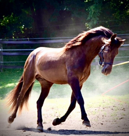 HorseID: 2276543 🖤 Calypso YR - PhotoID: 1079945