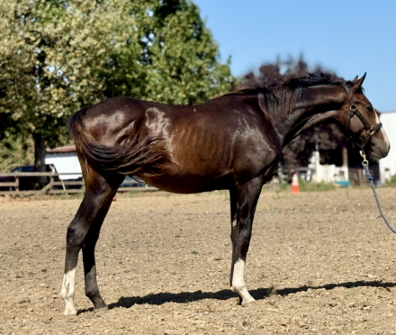 HorseID: 2277897 Dr. Magorian - PhotoID: 1074018