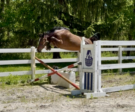 HorseID: 2277942 Southern Ambiance - PhotoID: 1106563