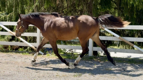 HorseID: 2277942 Southern Ambiance - PhotoID: 1106564
