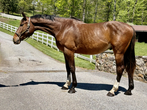 HorseID: 2277942 Southern Ambiance - PhotoID: 1106565