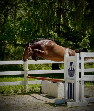HorseID: 2277942 Southern Ambiance - PhotoID: 1106566