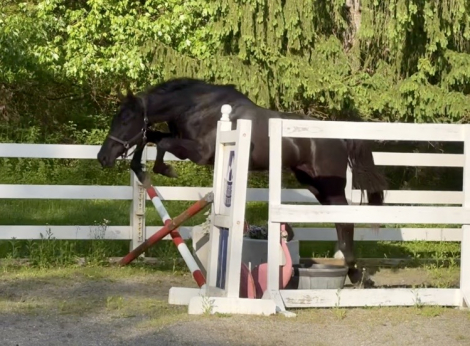HorseID: 2277943 Southern Ritz - PhotoID: 1106571