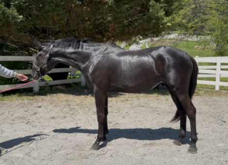 HorseID: 2277943 Southern Ritz - PhotoID: 1106572