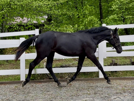 HorseID: 2277943 Southern Ritz - PhotoID: 1106573